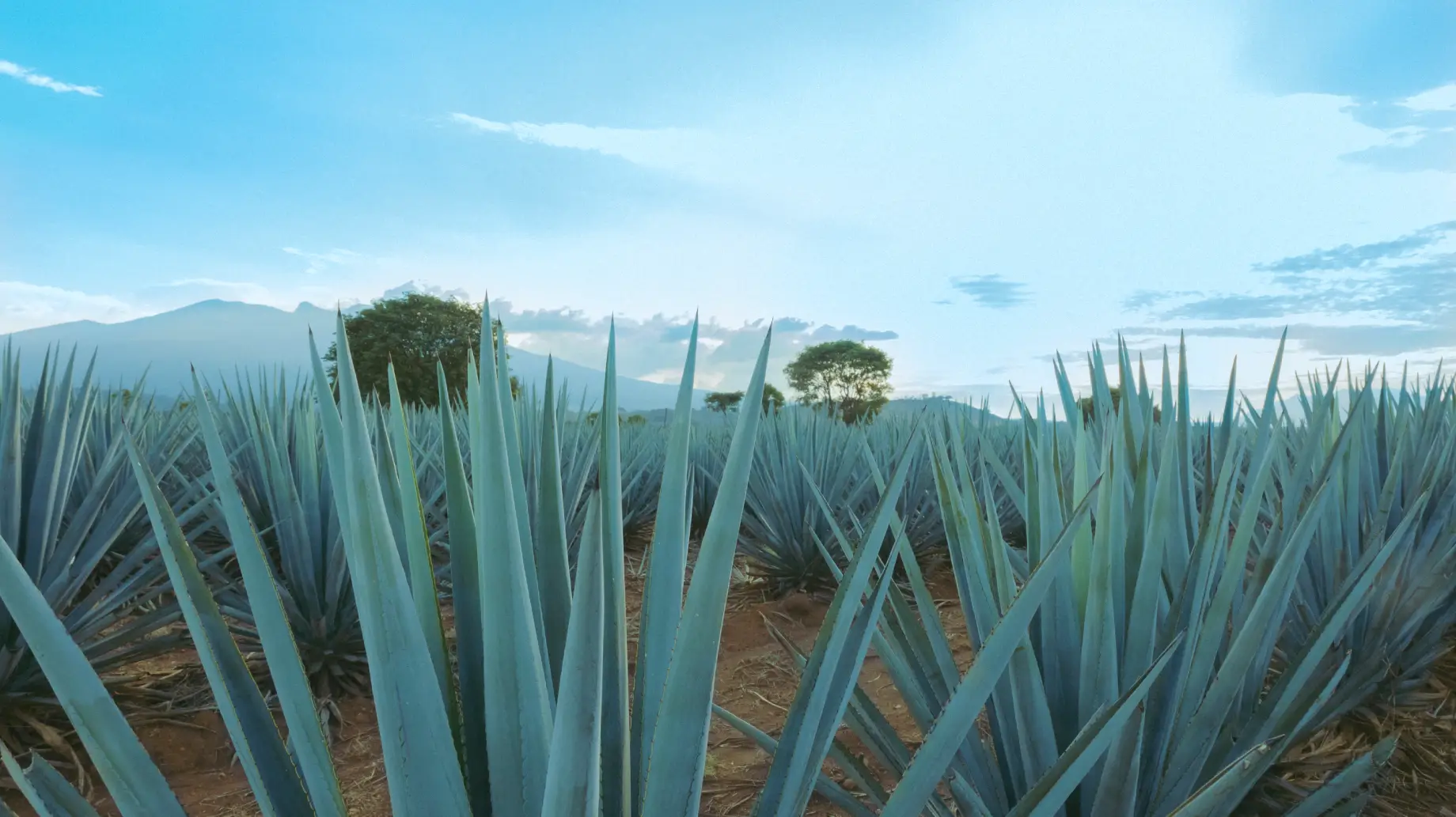 Agave
